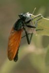 Archilestris magnificus or Wyliea mydas