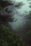 Misty Path