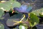 Purple Gallinule