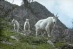 Mountain Goats