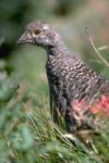 Ptarmigan