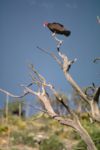 Turkey Vulture