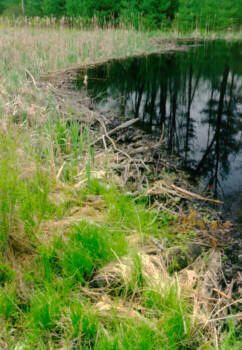 Beaver Dam