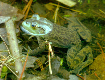 Frog